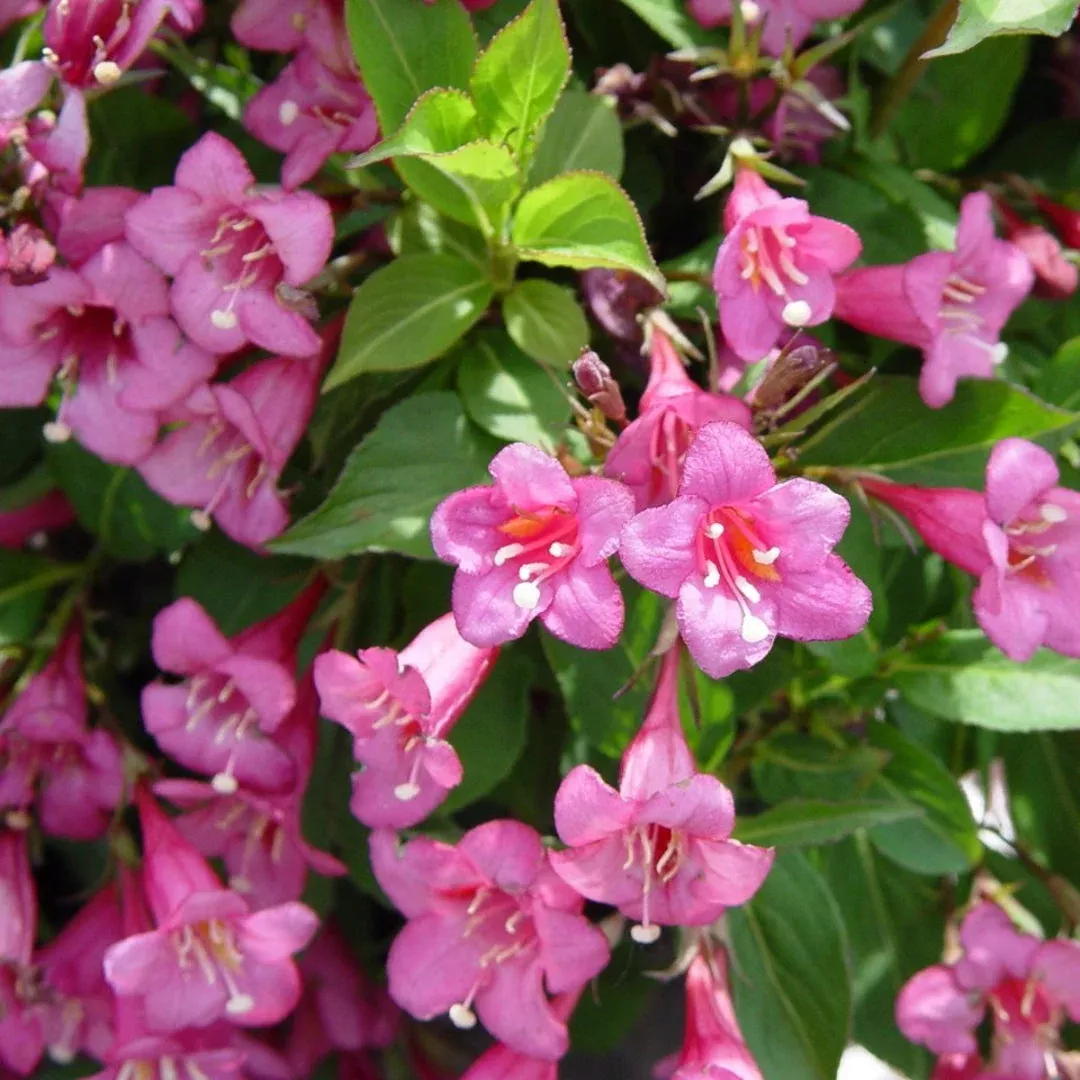 Tango Weigela – Compact Deep Red Blooms with Dark Foliage (Weigela florida ‘Tango’)