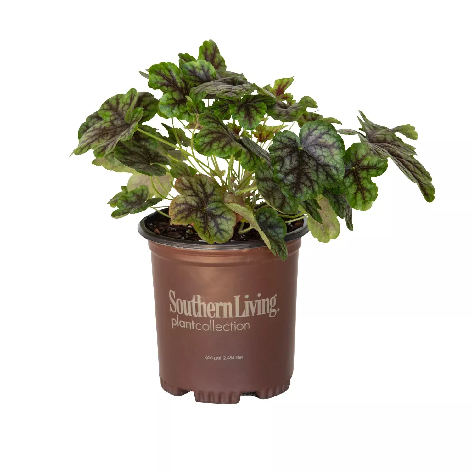 ‘Tapestry’ Heucherella