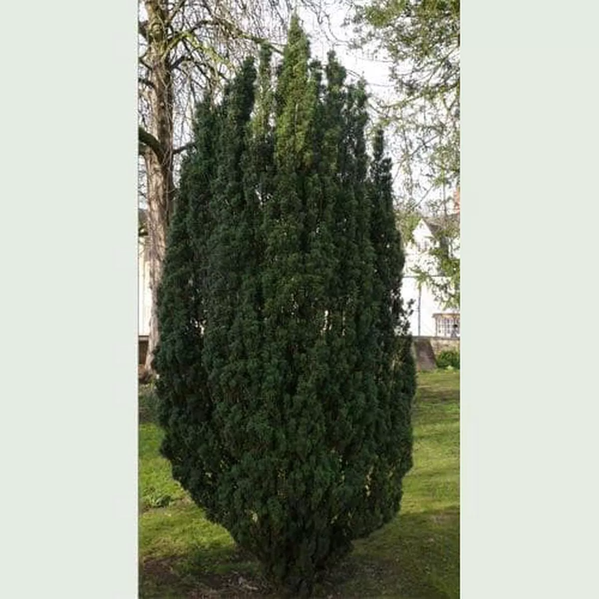 Taxus baccata Fastigiata