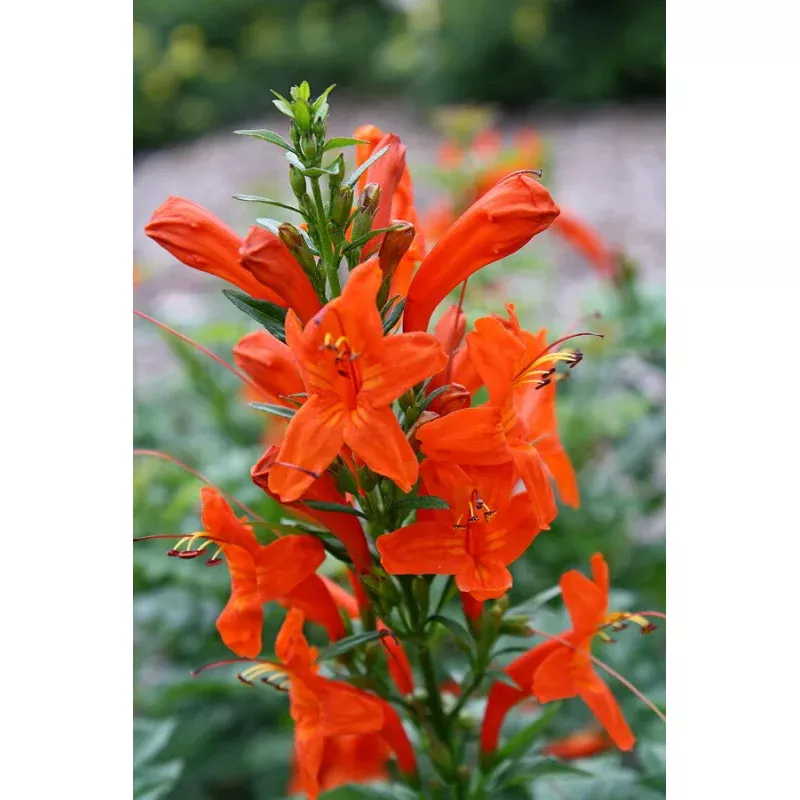 Tecomaria capensis