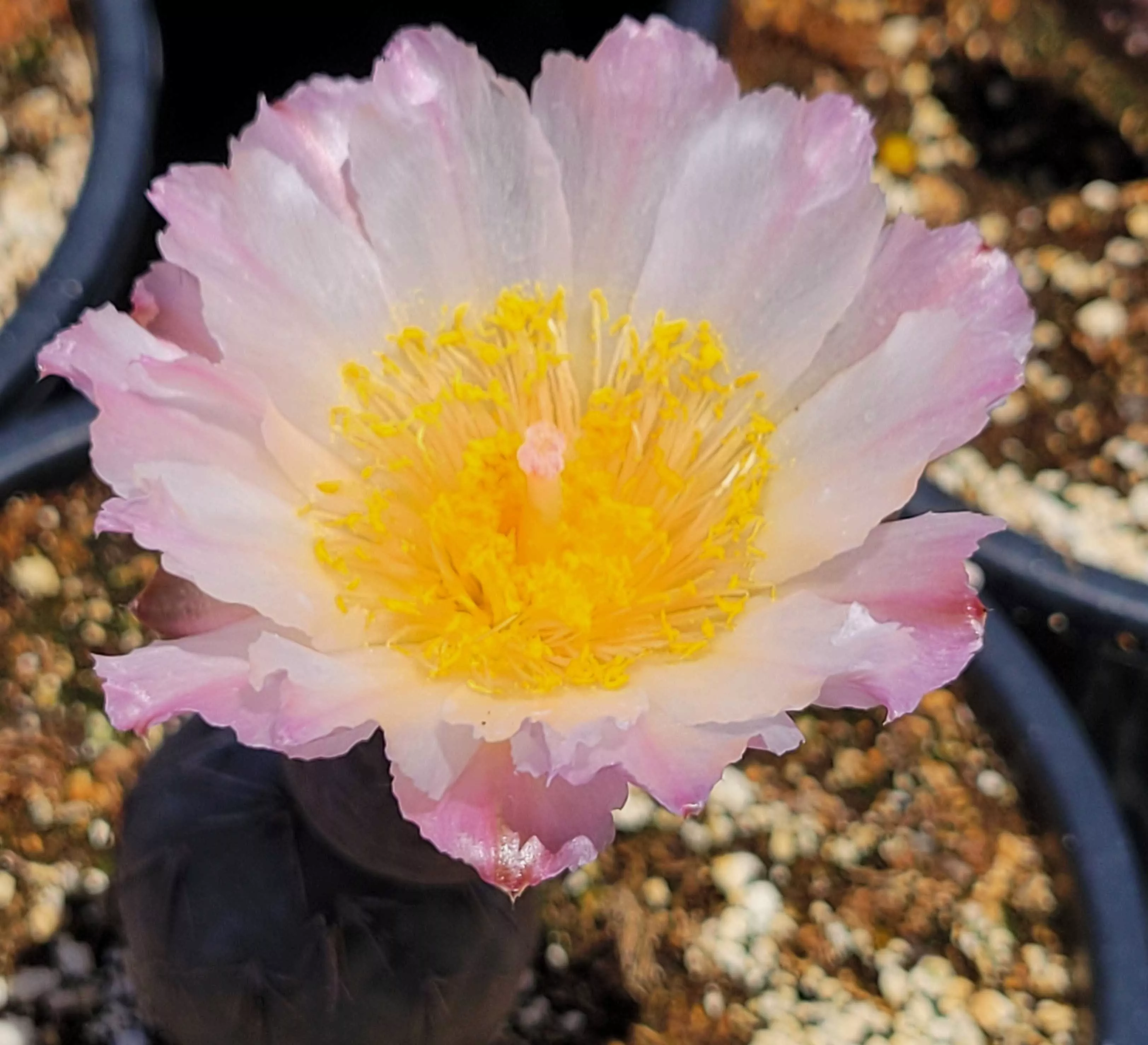 Tephrocactus geometricus alexanderi - Bola de Indio