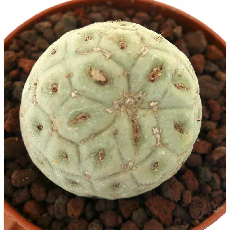 Tephrocactus geometricus FORM NUDUM