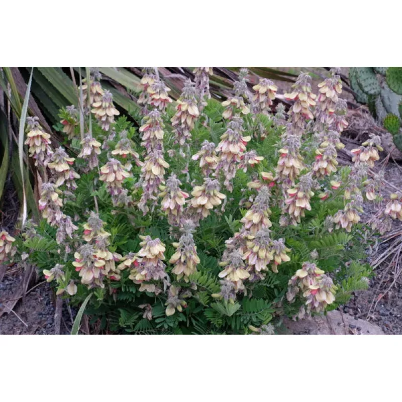 Tephrosia virginiana