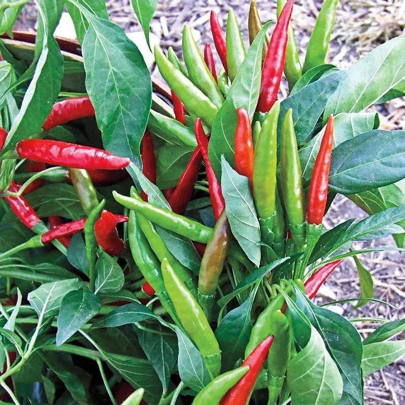 Thai Hot Pepper Seeds – 20 Seeds