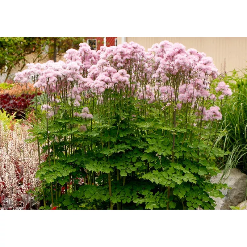 Thalictrum aquilegiifolium Nimbus Pink