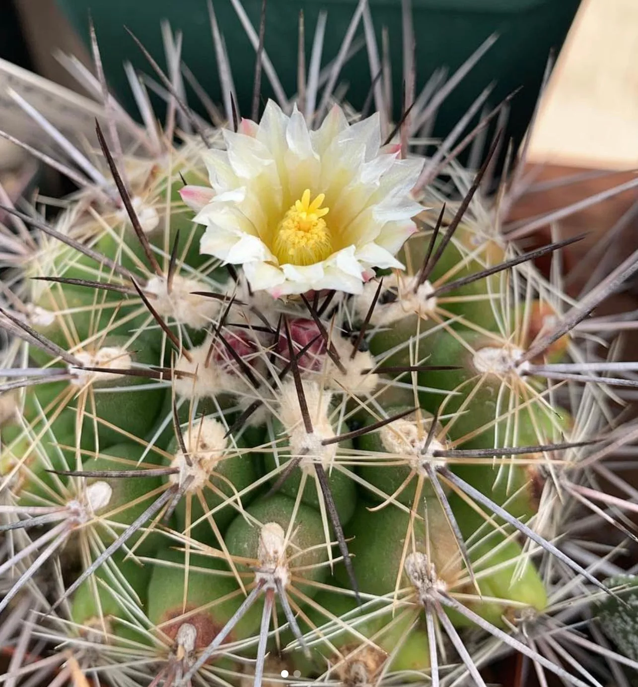 Thelocactus garciae SEEDS