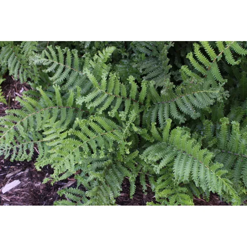 Thelypteris acuminata Cristata