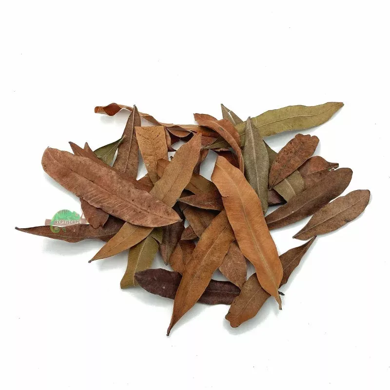 Thika Palm Leaf Litter