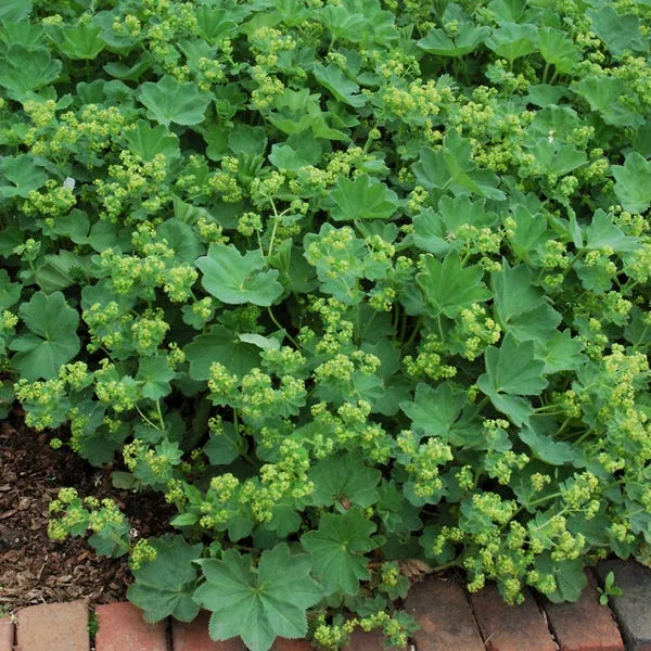 Thriller Lady’s Mantle