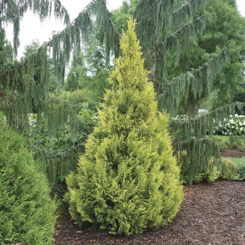 Thuja Fluffy