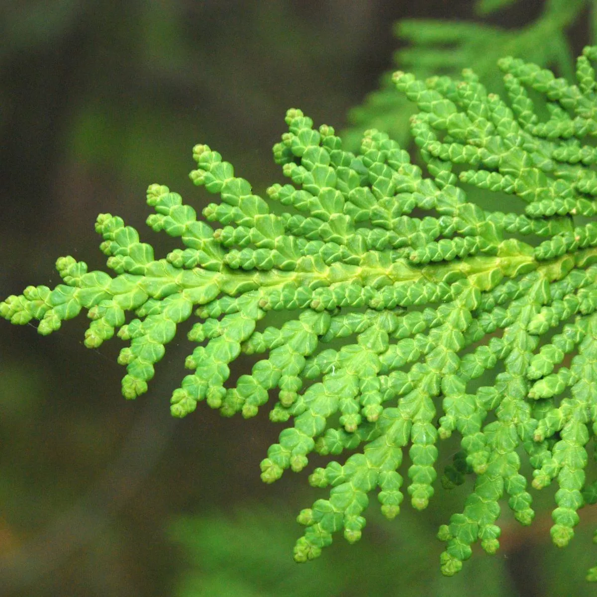 Thuja occidentalis – Arbor vitae Bareroot | 1-2ft / Not provided