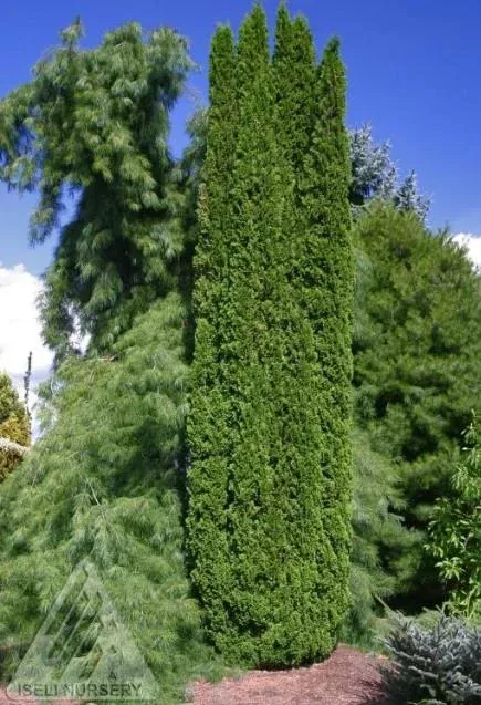 Thuja occidentalis ‘Degroot’s Spire’