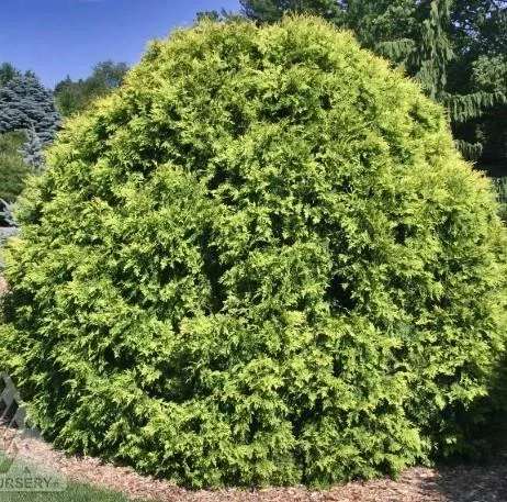 Thuja occidentalis ‘Golden Globe’
