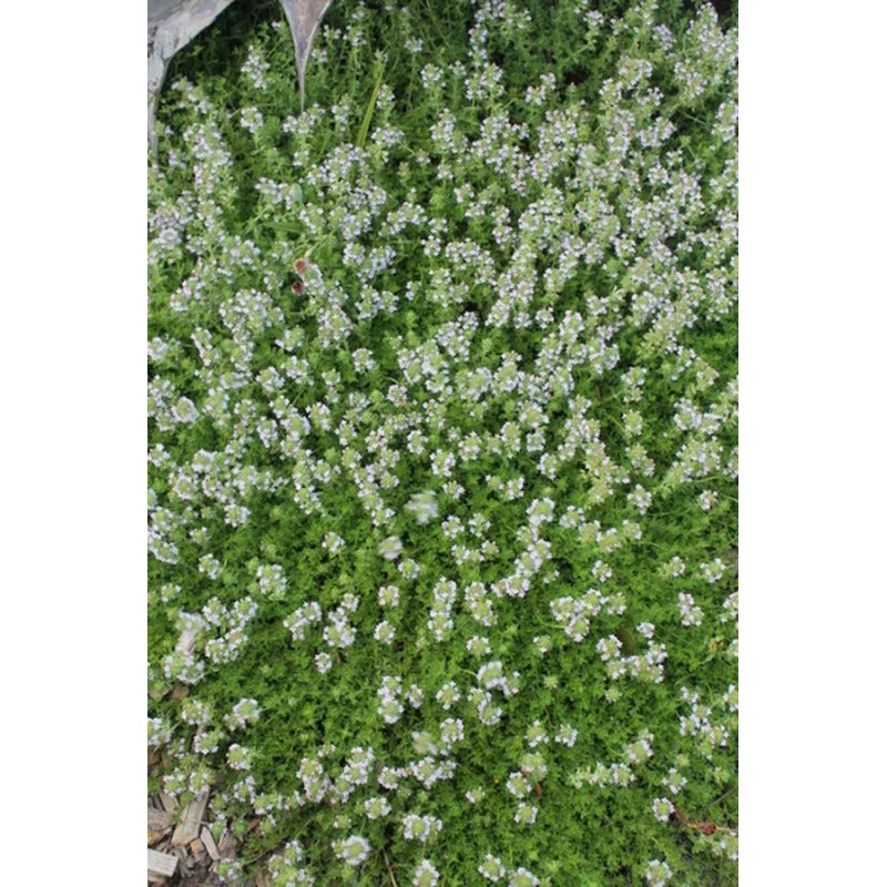 Thymus argaeus Wild Turkey