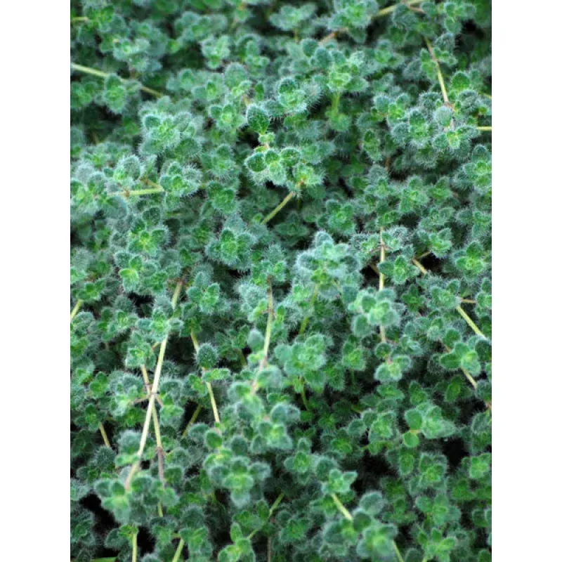 Thymus pseudolanuginosus (Woolly Thyme)