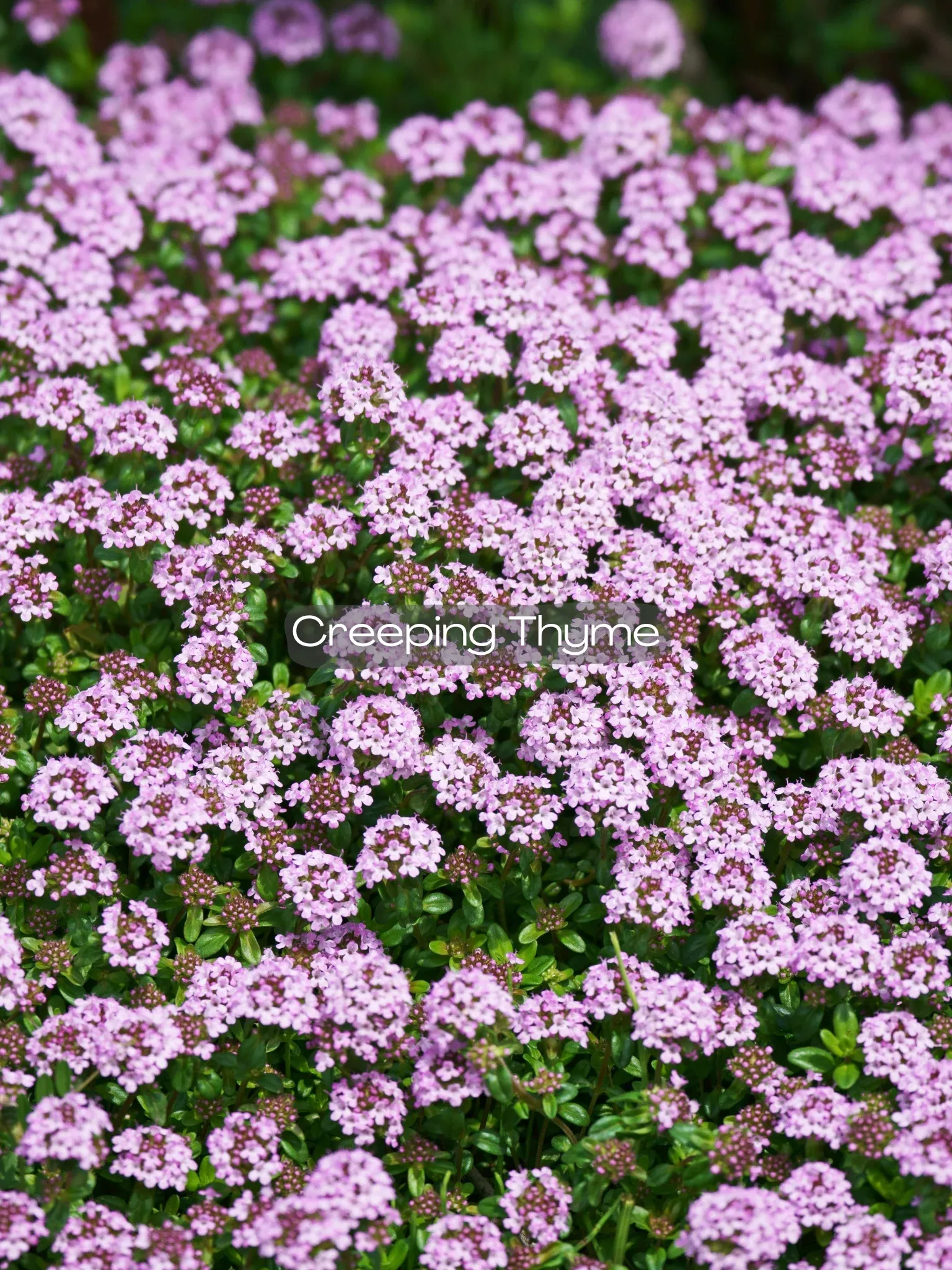 Thymus