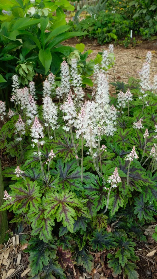 Tiarella Sylvan Lace