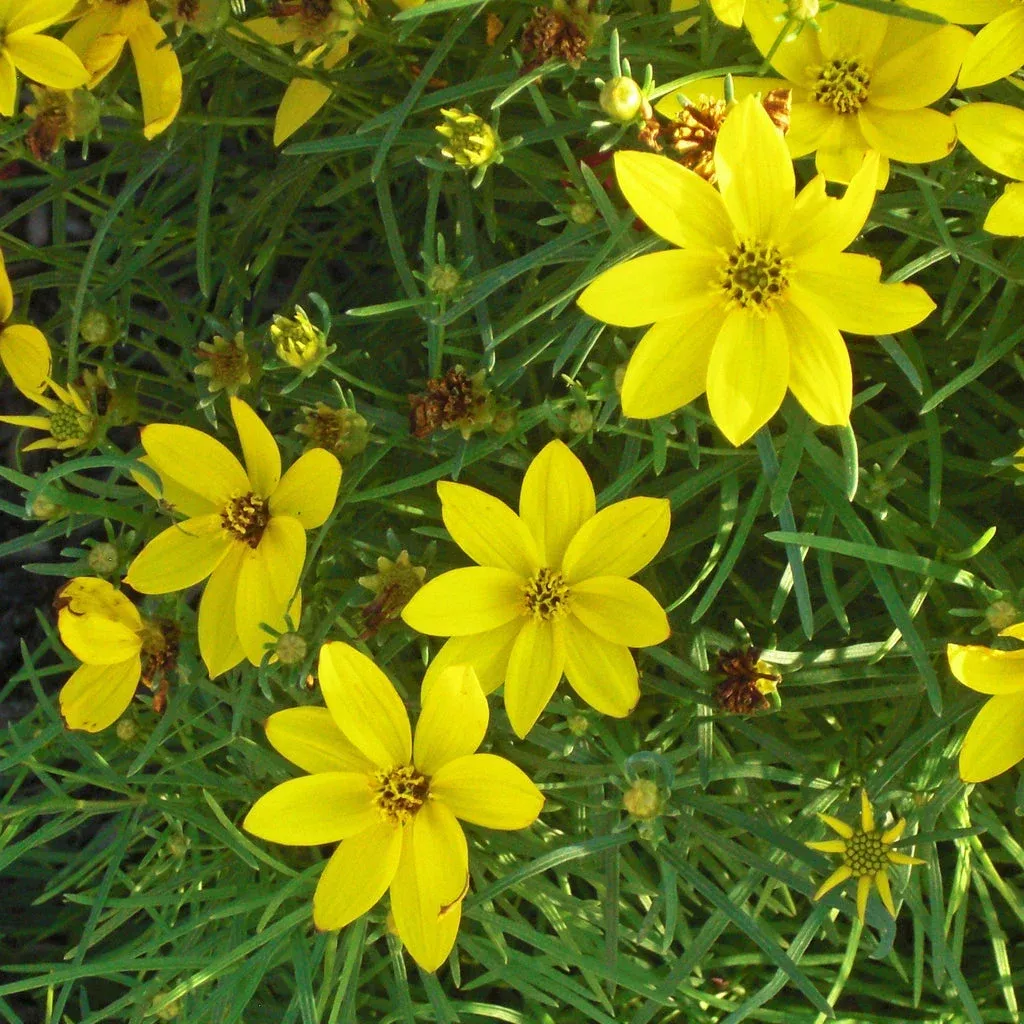 Tickseed, Zagreb Threadleaf Tickseed