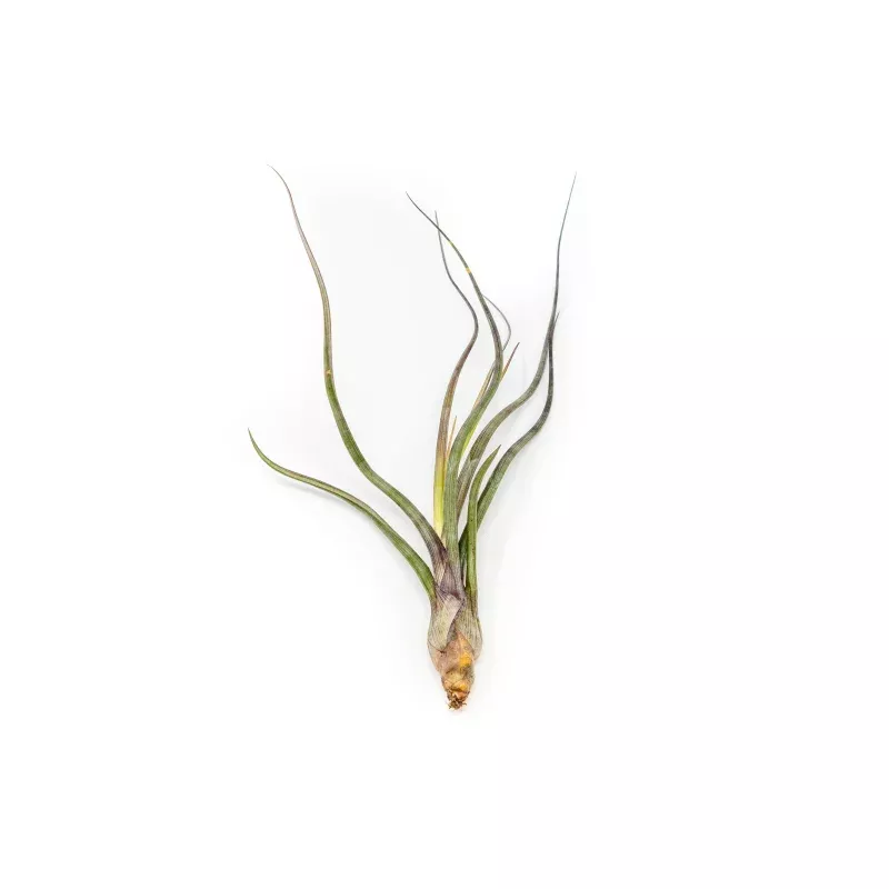 Tillandsia Baileyi Air Plants