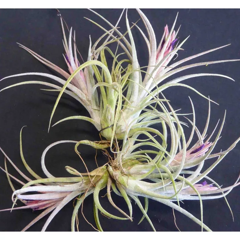 Tillandsia 'Califano'