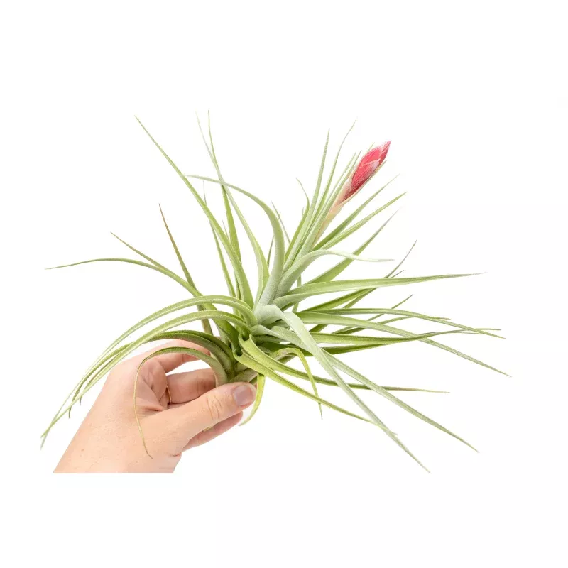 Tillandsia Leonamiana Air Plant