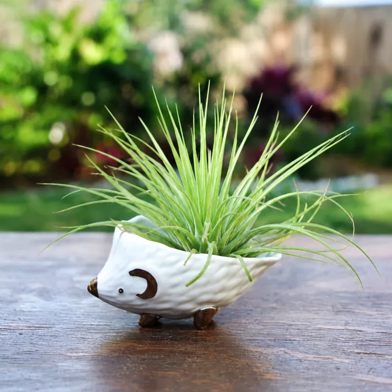 Tillandsia Stricta Green