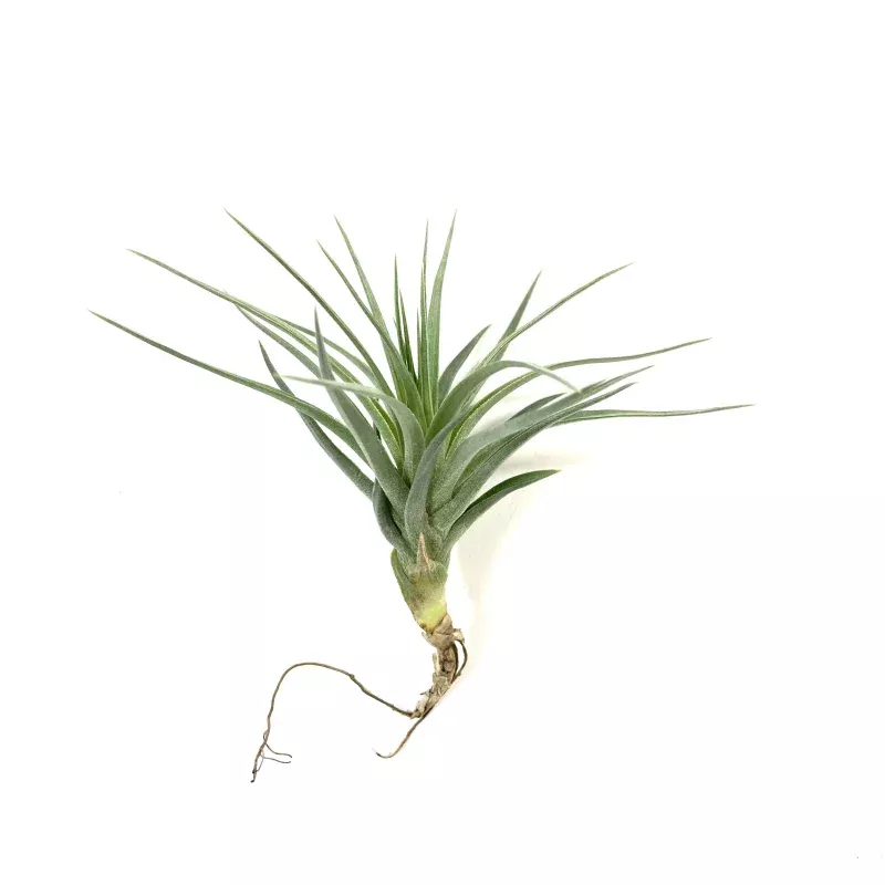 Tillandsia Stricta stiff purple, 3-4"