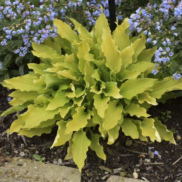 ‘Time in A Bottle’ Hosta