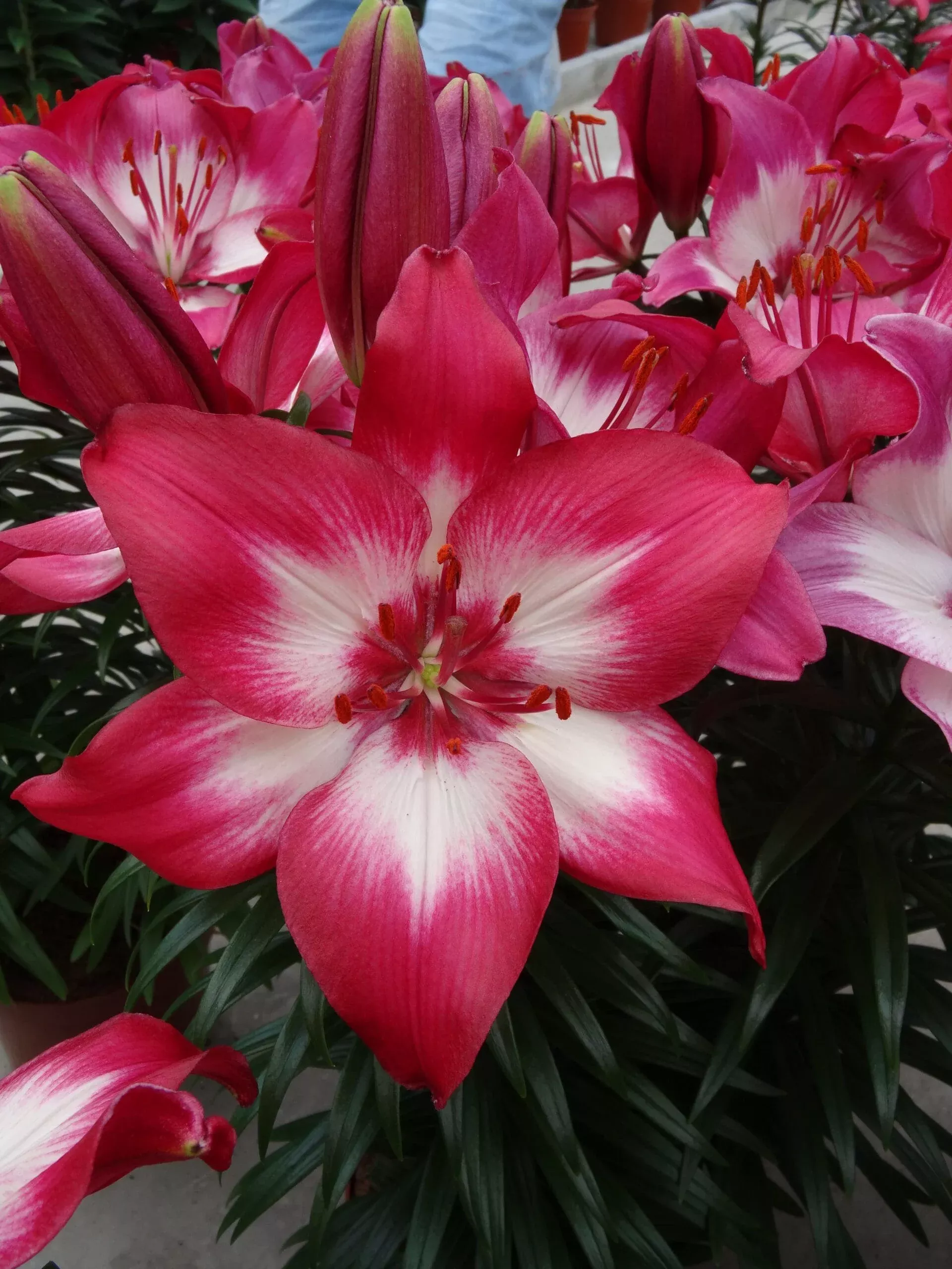 Tiny Diamond Asiatic Lily