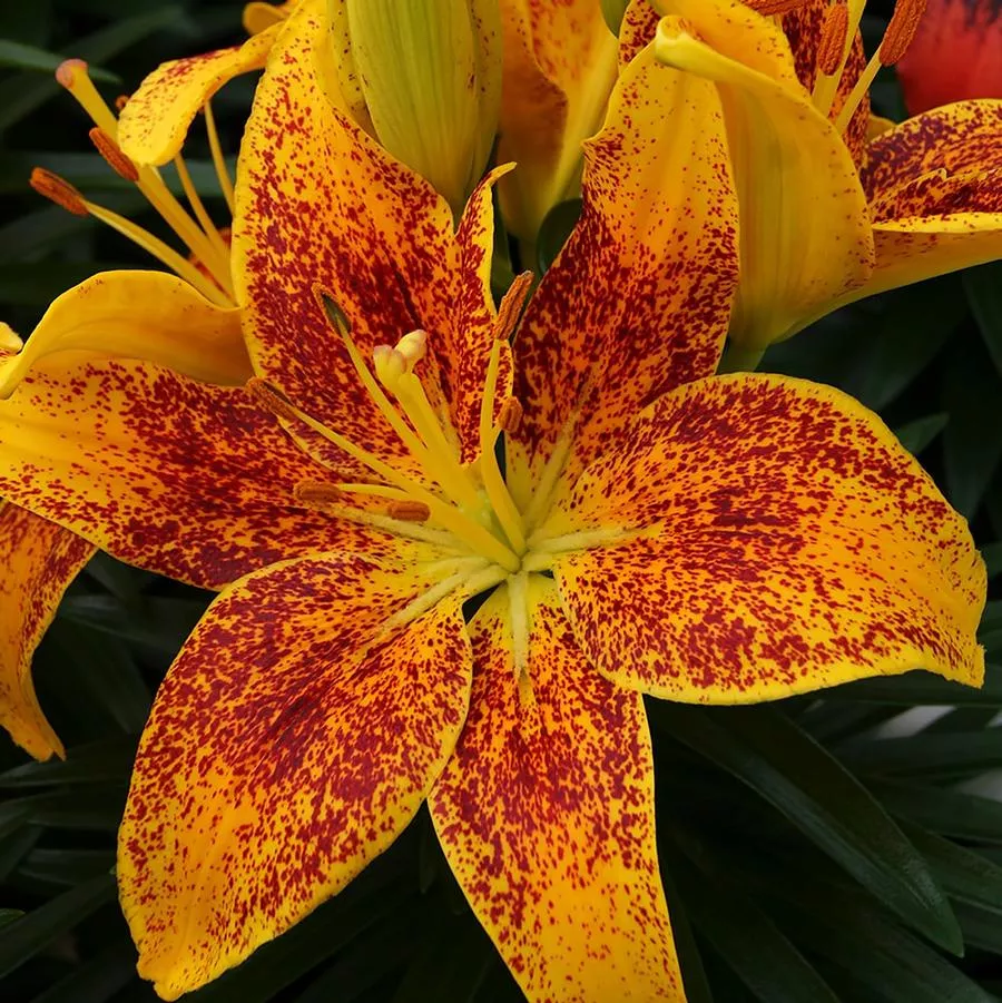 Tiny Parrot Asiatic Lily