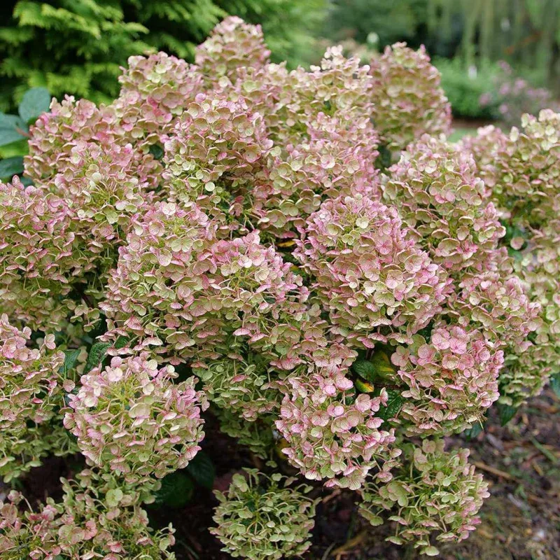 TINY QUICK FIRE Hydrangea- Panicle