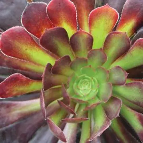 Tip Top Aeonium