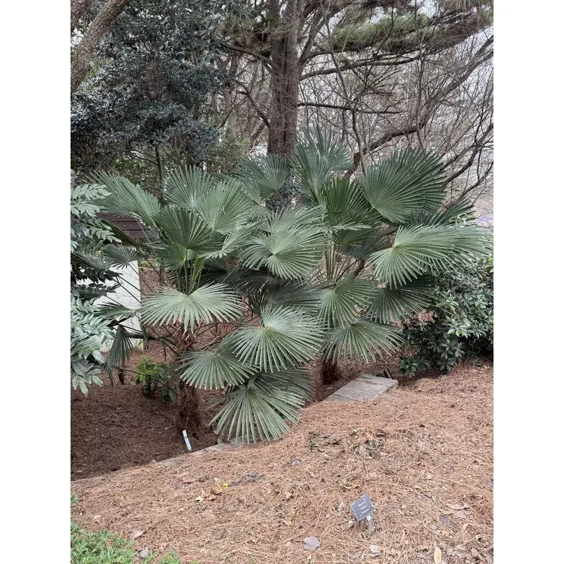Trachycarpus fortunei Wagnerianus