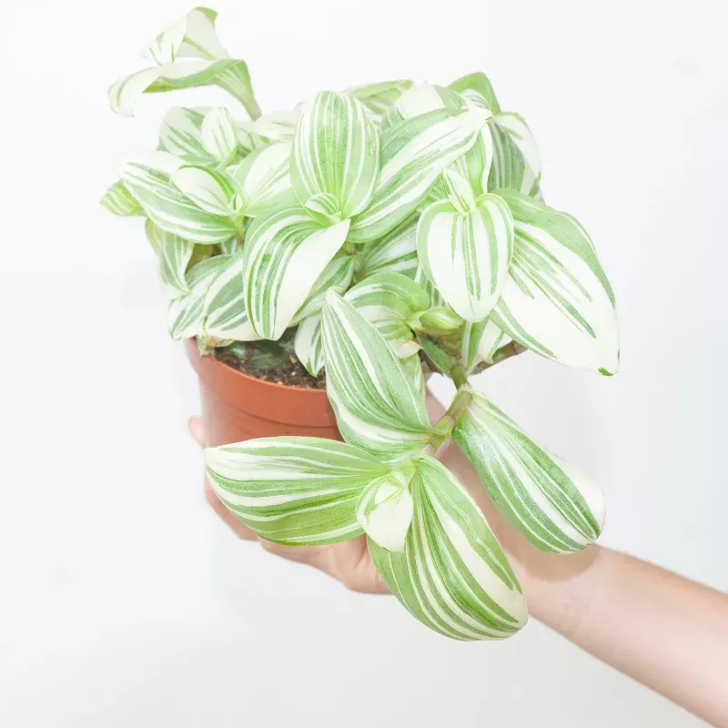 Tradescantia albiflora 'Giant'