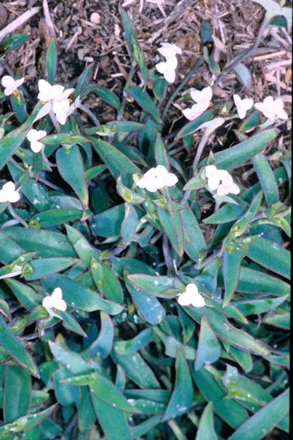 Tradescantia pallida Ocampo White