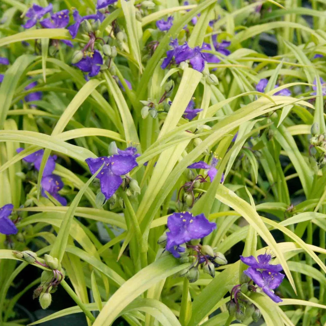 Tradescantia X ‘Sweet Kate