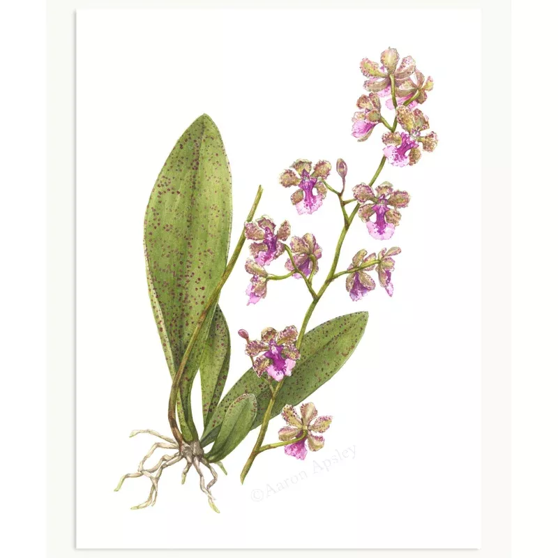Trichocentrum Ollie Palmer Print