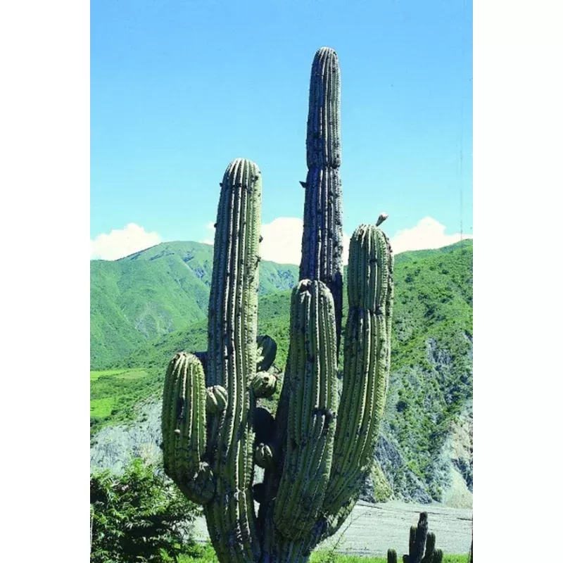 Trichocereus terscheckii coll A1AG051