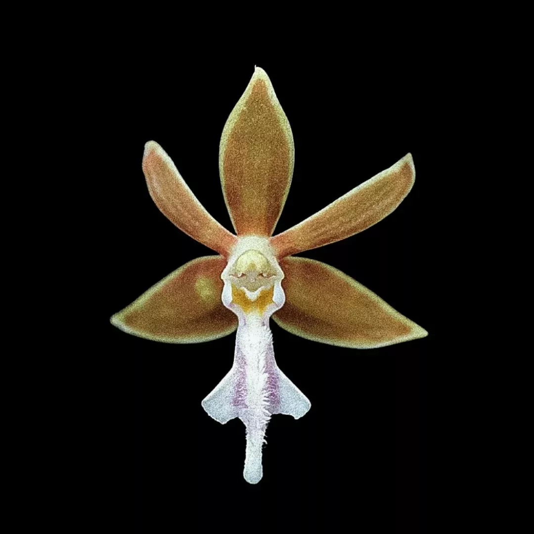 Trichoglottis philippinensis