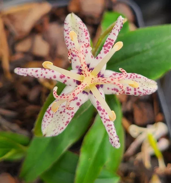 Tricyrtis ‘Crow Leaf’