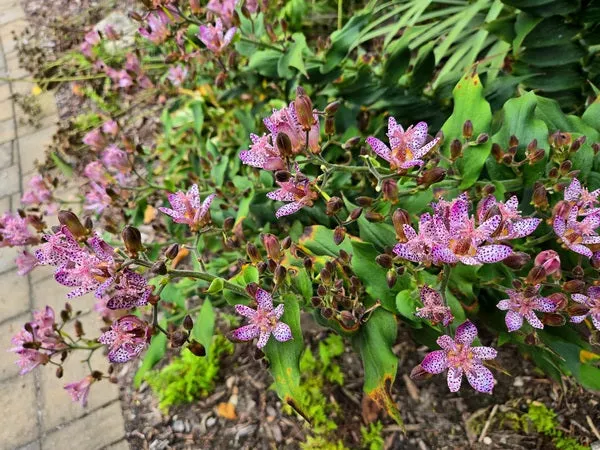 Tricyrtis ‘Fluffy Orchid’