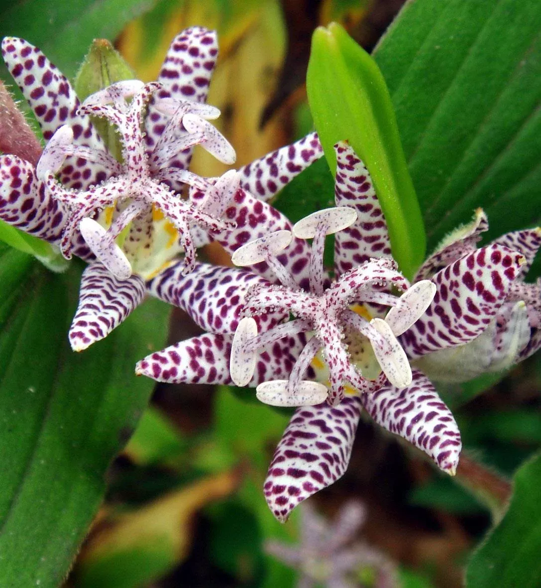 Tricyrtis hirta