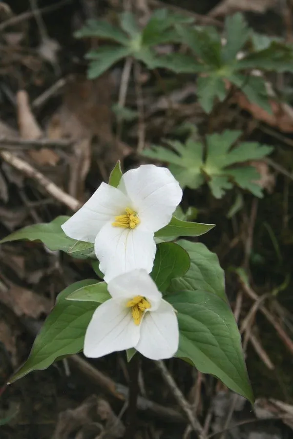 Trillium grandiflorum Monroe