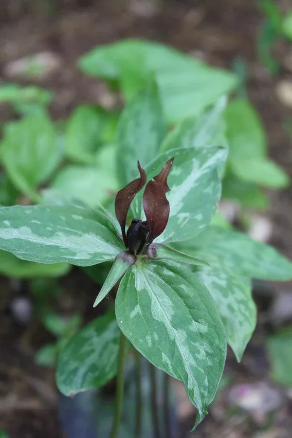Trillium lancifolium ‘Midgley’