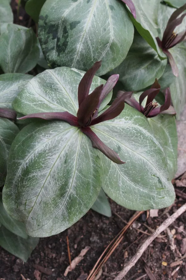 Trillium ludovicianum ‘Caldwell Silver’