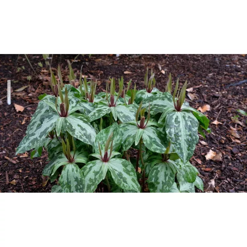 Trillium ludovicianum Lean and Green