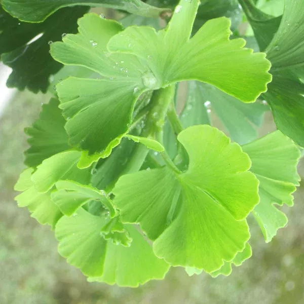 Troll Ginkgo