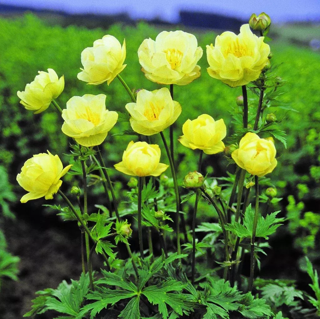 Trollius X Cultorum New Moon – 1 Gallon