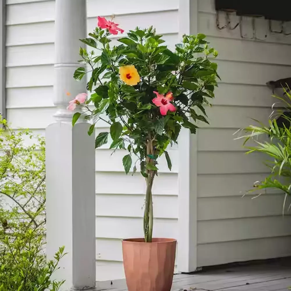 Trop, Hibiscus Braid 10″ pot