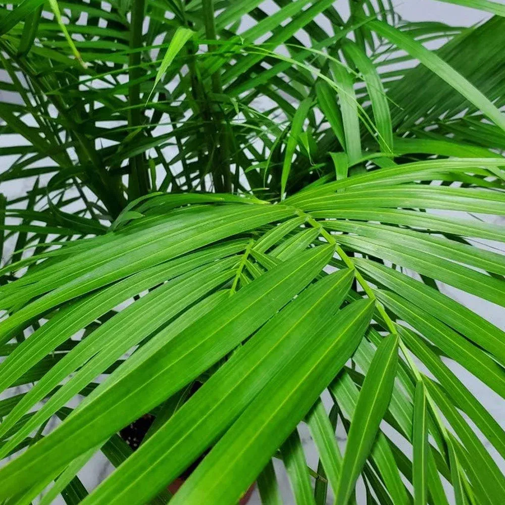Trop, Majesty Palm 10″ Pot
